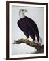 White-Headed Sea Eagle-Charles Collins-Framed Giclee Print