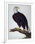 White-Headed Sea Eagle-Charles Collins-Framed Giclee Print