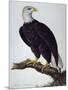 White-Headed Sea Eagle-Charles Collins-Mounted Giclee Print