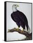 White-Headed Sea Eagle-Charles Collins-Framed Stretched Canvas
