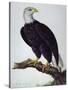 White-Headed Sea Eagle-Charles Collins-Stretched Canvas