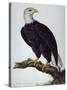 White-Headed Sea Eagle-Charles Collins-Stretched Canvas