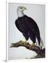 White-Headed Sea Eagle-Charles Collins-Framed Giclee Print