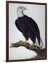 White-Headed Sea Eagle-Charles Collins-Framed Giclee Print