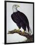 White-Headed Sea Eagle-Charles Collins-Framed Giclee Print