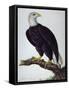 White-Headed Sea Eagle-Charles Collins-Framed Stretched Canvas