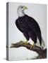 White-Headed Sea Eagle-Charles Collins-Stretched Canvas