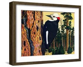 White Headed Woodpecker-Fred Ludekens-Framed Giclee Print