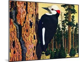 White Headed Woodpecker-Fred Ludekens-Mounted Giclee Print