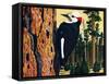 White Headed Woodpecker-Fred Ludekens-Framed Stretched Canvas