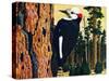 White Headed Woodpecker-Fred Ludekens-Stretched Canvas