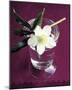 White Hellebore-Amelie Vuillon-Mounted Art Print