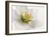 White Helleborus-Cora Niele-Framed Photographic Print