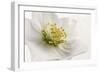 White Helleborus-Cora Niele-Framed Photographic Print