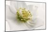 White Helleborus-Cora Niele-Mounted Photographic Print