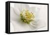 White Helleborus-Cora Niele-Framed Stretched Canvas