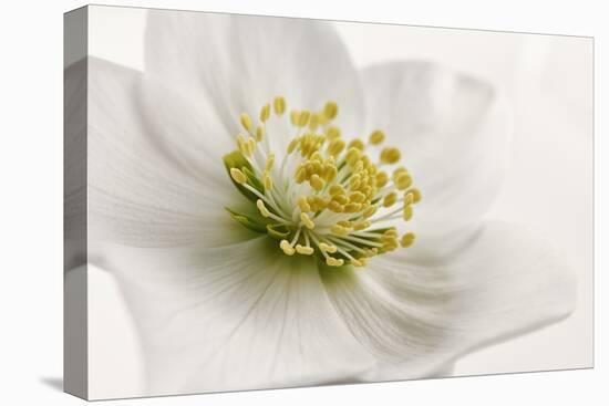 White Helleborus-Cora Niele-Stretched Canvas