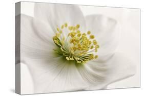 White Helleborus-Cora Niele-Stretched Canvas