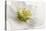 White Helleborus-Cora Niele-Stretched Canvas