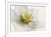 White Helleborus-Cora Niele-Framed Photographic Print