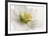 White Helleborus-Cora Niele-Framed Photographic Print