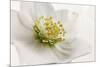 White Helleborus-Cora Niele-Mounted Photographic Print