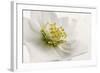 White Helleborus-Cora Niele-Framed Photographic Print