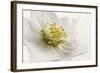 White Helleborus-Cora Niele-Framed Photographic Print