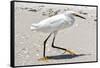 White Heron - Florida-Philippe Hugonnard-Framed Stretched Canvas