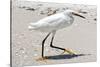 White Heron - Florida-Philippe Hugonnard-Stretched Canvas