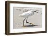 White Heron - Florida-Philippe Hugonnard-Framed Premium Photographic Print