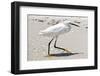 White Heron - Florida-Philippe Hugonnard-Framed Premium Photographic Print