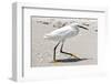 White Heron - Florida-Philippe Hugonnard-Framed Premium Photographic Print