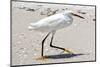 White Heron - Florida-Philippe Hugonnard-Mounted Premium Photographic Print