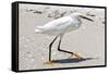 White Heron - Florida-Philippe Hugonnard-Framed Stretched Canvas