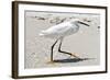 White Heron - Florida-Philippe Hugonnard-Framed Photographic Print