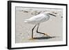 White Heron - Florida-Philippe Hugonnard-Framed Photographic Print