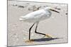 White Heron - Florida-Philippe Hugonnard-Mounted Photographic Print