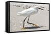 White Heron - Florida-Philippe Hugonnard-Framed Stretched Canvas