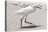 White Heron - Florida-Philippe Hugonnard-Stretched Canvas