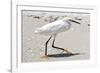 White Heron - Florida-Philippe Hugonnard-Framed Photographic Print