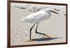 White Heron - Florida-Philippe Hugonnard-Framed Photographic Print