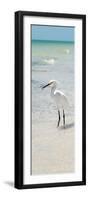 White Heron - Florida-Philippe Hugonnard-Framed Photographic Print