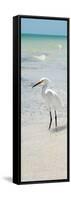 White Heron - Florida-Philippe Hugonnard-Framed Stretched Canvas