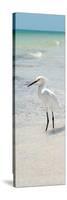 White Heron - Florida-Philippe Hugonnard-Stretched Canvas