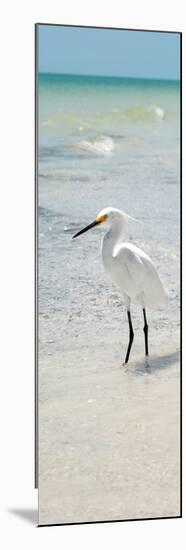 White Heron - Florida-Philippe Hugonnard-Mounted Photographic Print