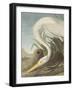 White Heron - Focus-James Audubon-Framed Giclee Print