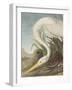 White Heron - Focus-James Audubon-Framed Giclee Print