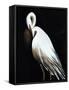 White Heron III-Kari Taylor-Framed Stretched Canvas