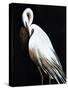 White Heron III-Kari Taylor-Stretched Canvas